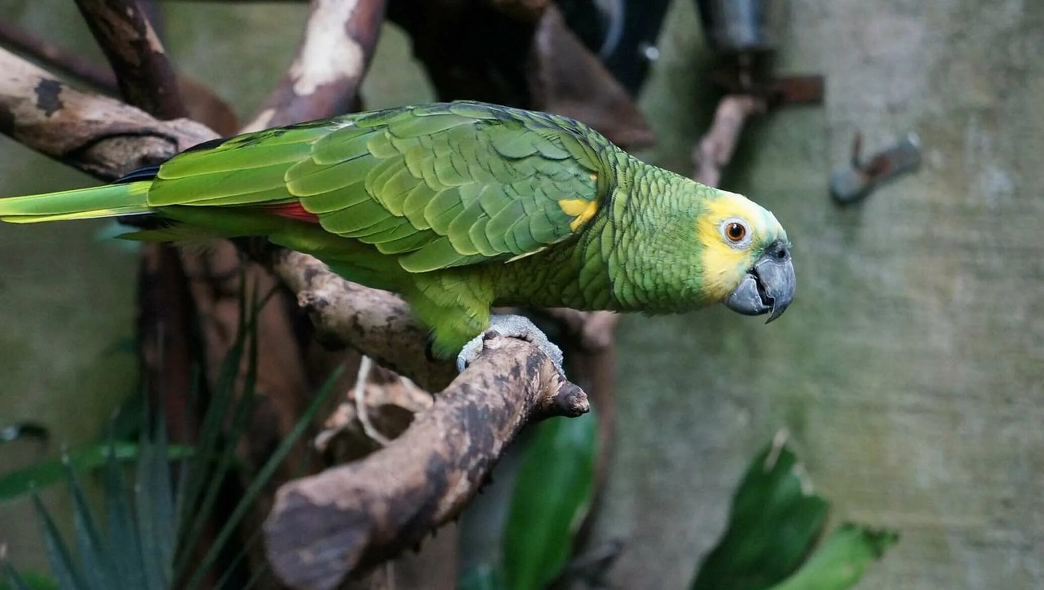 Зеленый амазонский попугай. Амазон попугай. Попугай зеленый Амазон. Попугай амазонский ара. Curl parrot