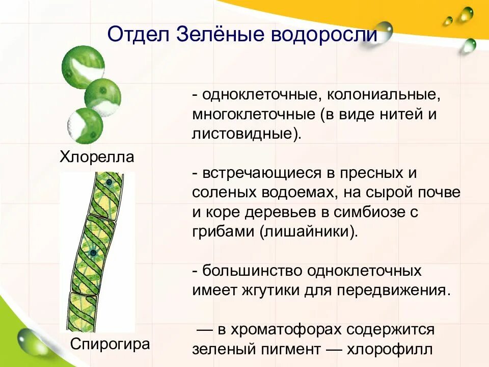 Верные признаки водорослей. Хара многоклеточная зеленая водоросль. Отдел зеленые водоросли классы. Водоросли строение многоклеточных зеленых водорослей. Водоросли 7 класс представители одноклеточных.