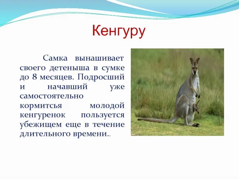 Кенгуру найти слово. Кенгуру презентация. Кенгуру описание. Кенгуру доклад. Интересные факты о кенгуру.