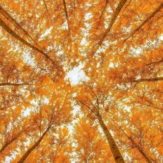 Осенний воздух чист и свеж