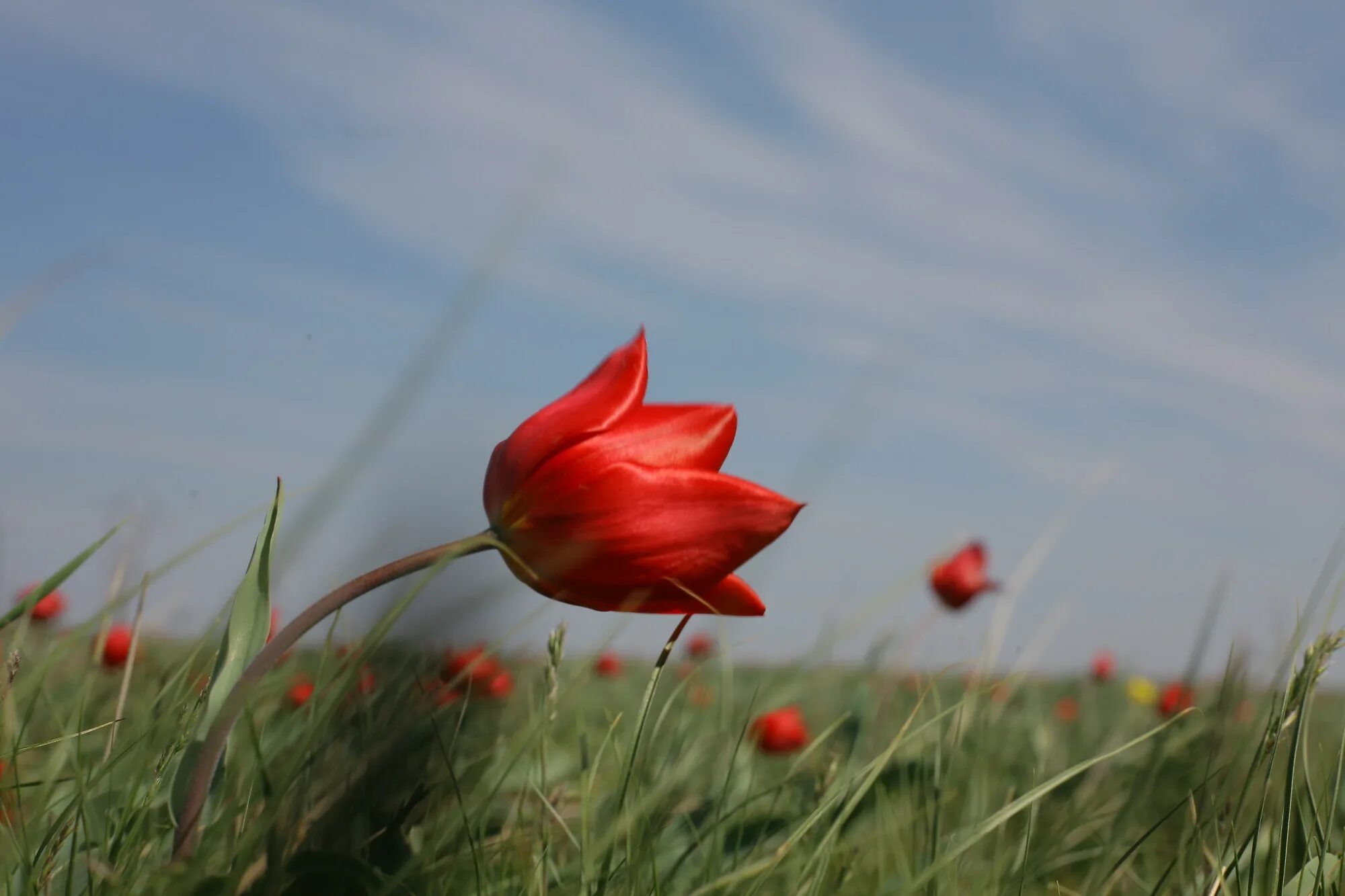 Тюльпаны в калмыкии 2024. Тюльпаны в калмыкии 2024. Цветение тюльпанов в калмыкии 2023. Pfgjdtlybr «чёрные земли» n. Цветение тюльпанов в калмыкии 2023.