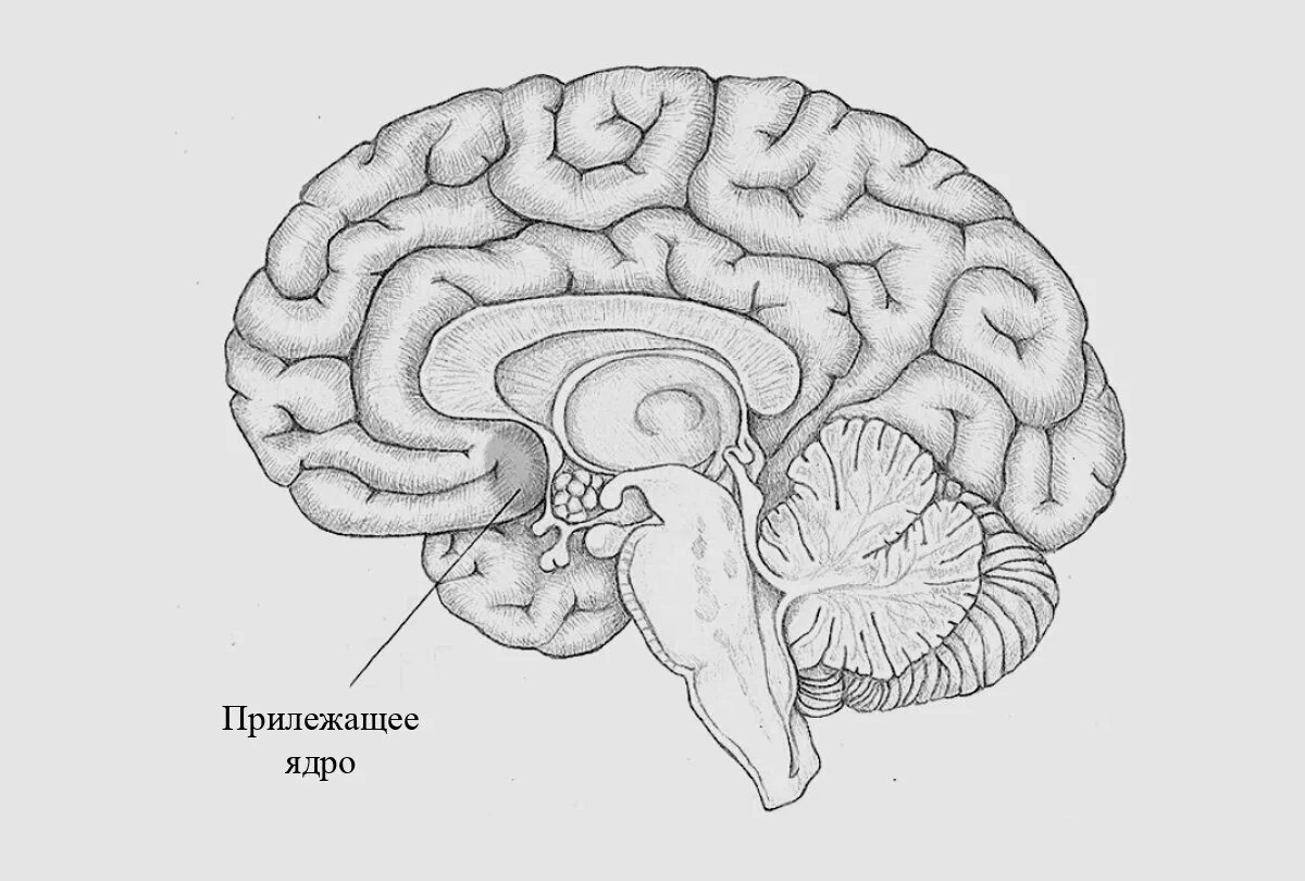 Прилежащее ядро головного мозга. Прилежащее ядро мозга функции. Ствол головного мозга Сагиттальный разрез.