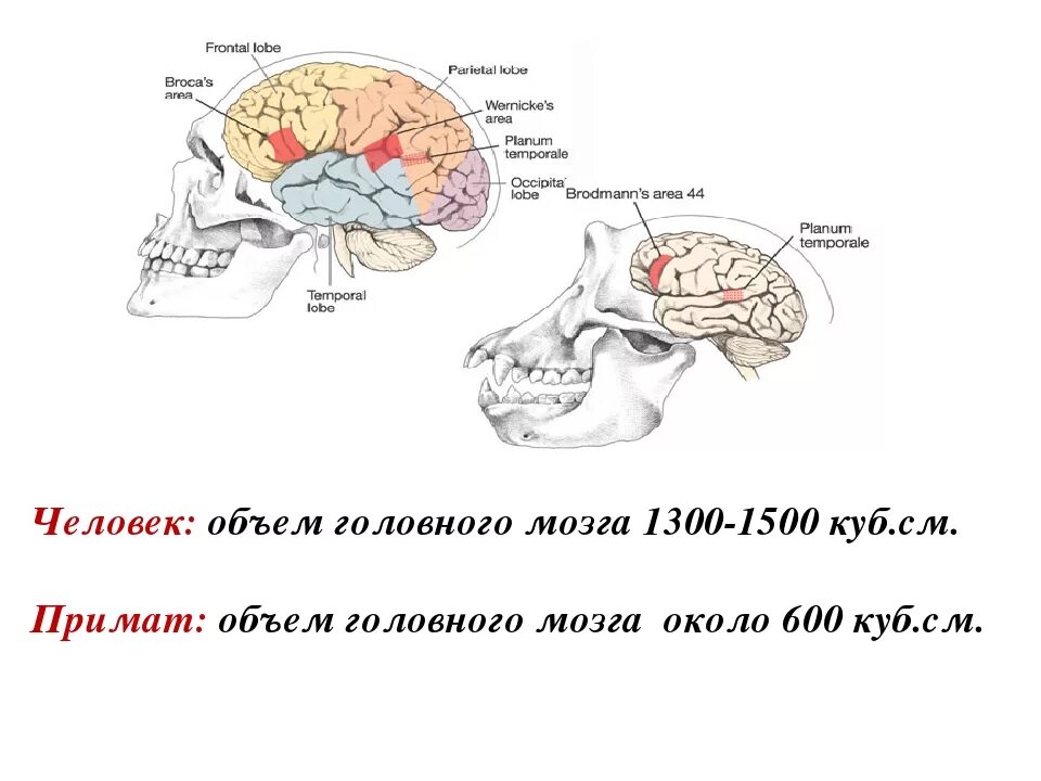 Объем головного мозга. Объем мозга современного человека. объем человеческого мозга в см3. средний объем головного мозга человека.