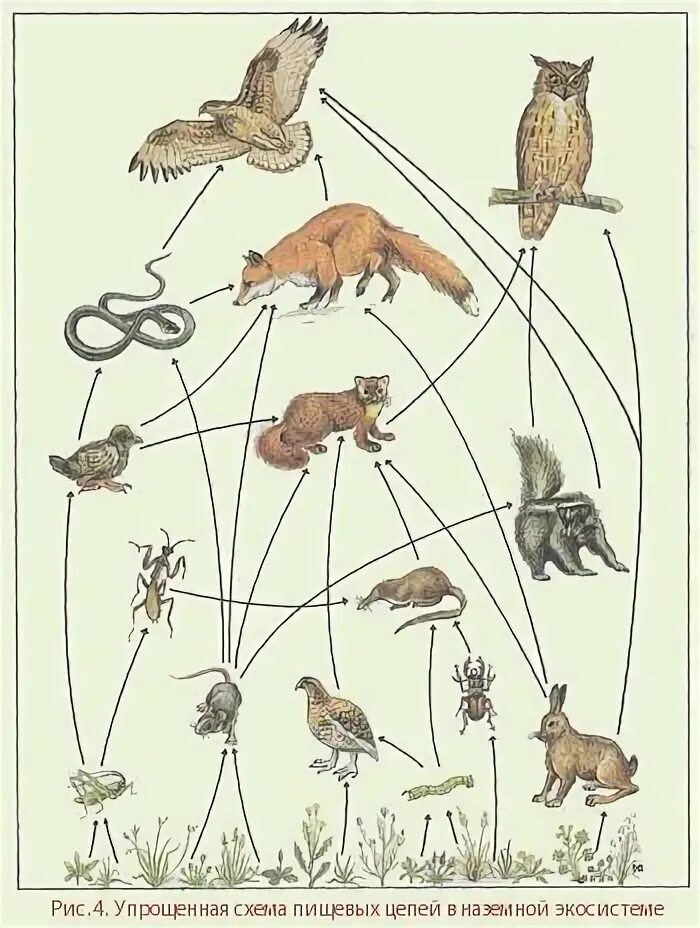 Составить цепи питания тайги. Цепь питания в тайге. Биоценоз тайги цепь питания. Пищевая цепь биогеоценоза тайги. Пищевая сеть экосистемы степи.