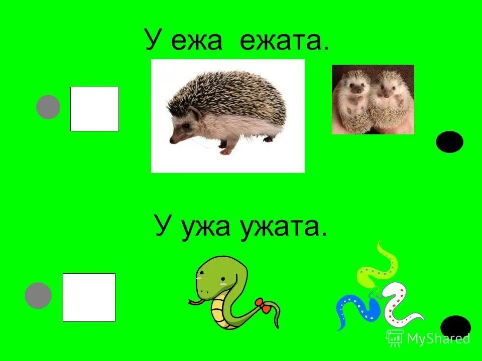 Ежа количество звуков. У ежа ежата у ужа ужата. У ежа ежата у ужа ужата скороговорка. У ежа ежата. Скороговорка у ежа ежата.