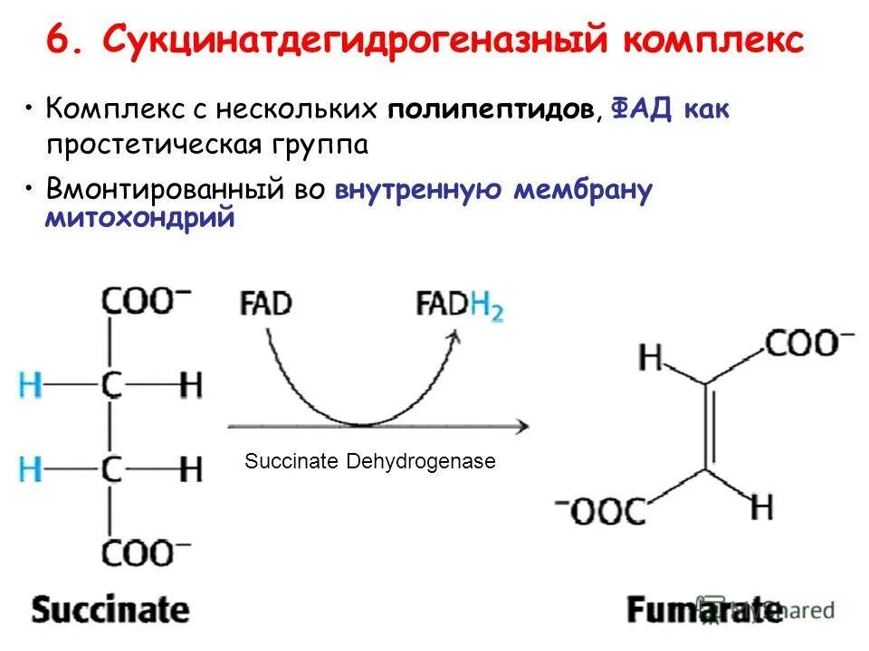 Простетические группы белков