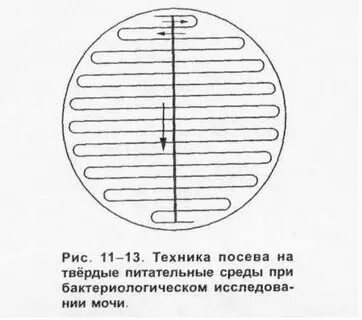 Выращивание ткани на питательной среде метод биологии