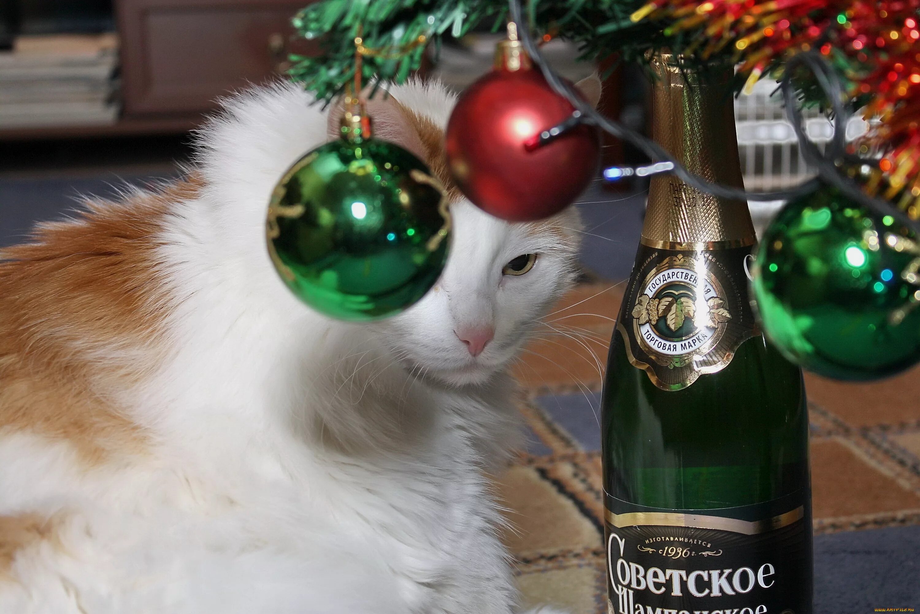 Кот празднует новый год. Кошачье шампанское. кот новый год шампанское. новогодний котик с шампанским. кот пьет шампанское.