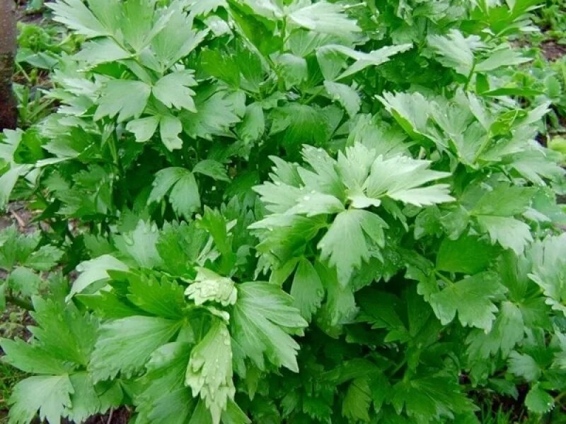 Любисток москва. Любисток москва. Любисток москва. Любисток куст. Пастернак и любисток.