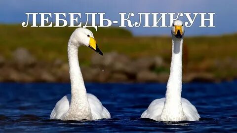 Лебедь царь птиц