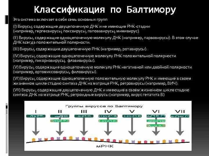 Какие вирусы содержат рнк. Группы вирусов по балтимору. одноцепочечная рнк вирусы. двухцепочечные рнк вирусы. вирусы двухцепочная днк.