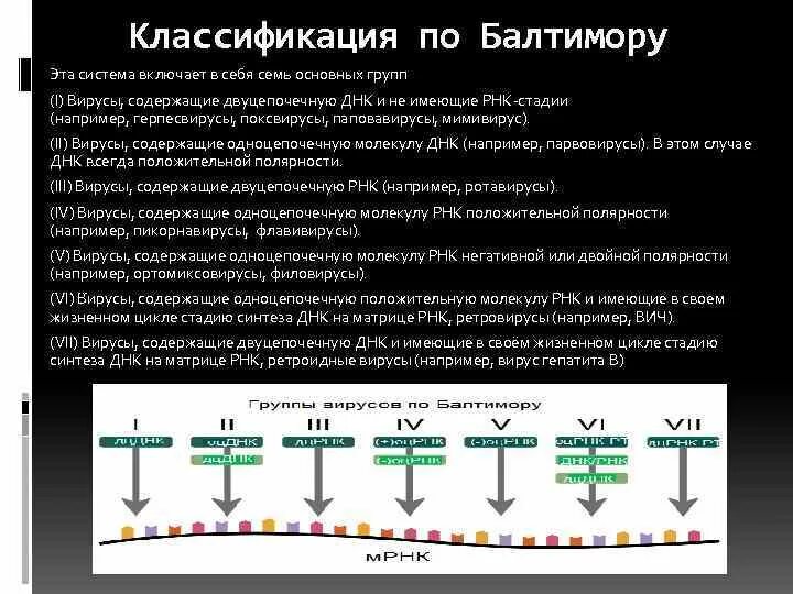 Геномные рнк. Группы вирусов по Балтимору. Вирусы с одноцепочечной ДНК. Вирусы содержащие двухцепочечную ДНК. ДНК И РНК содержащие вирусы.