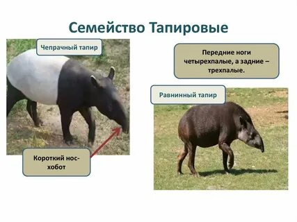 Представители непарнокопытных