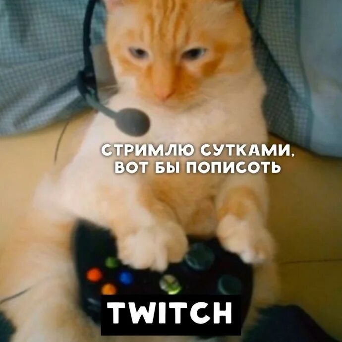 Кот стример. Котейка в кс го. Кот стример. Кот стример. Кот стример.