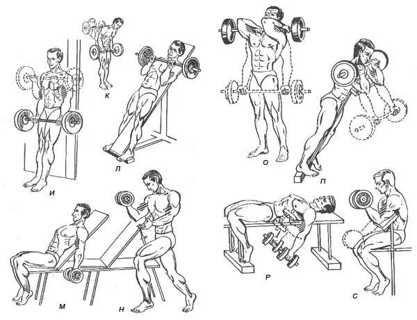 Тренировки с гантелями и штангой дома. Комплекс упражнений для развития мышц трицепса. Комплекс упражнений на бицепс и трицепс с гантелями. Упражнения на бицепс с гантелями и штангой. Комплекс упражнений со штангой.