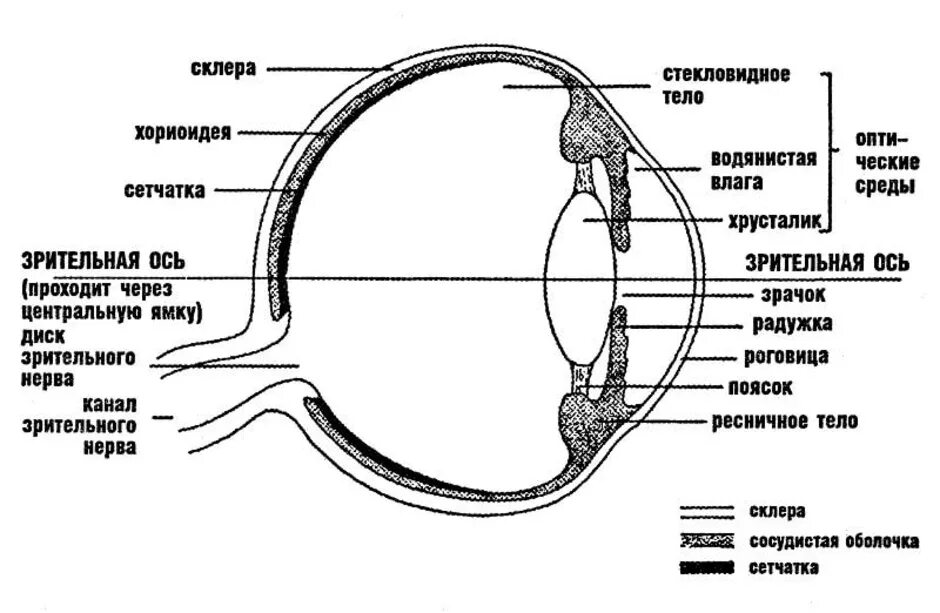 Обозначьте на рисунке строение глаза. Строение глазного яблока горизонтальный разрез. Строение глазного анализатора человека схема. Строение глазного яблока анатомия схема. Схема строения глазного яблока на сагиттальном разрезе.