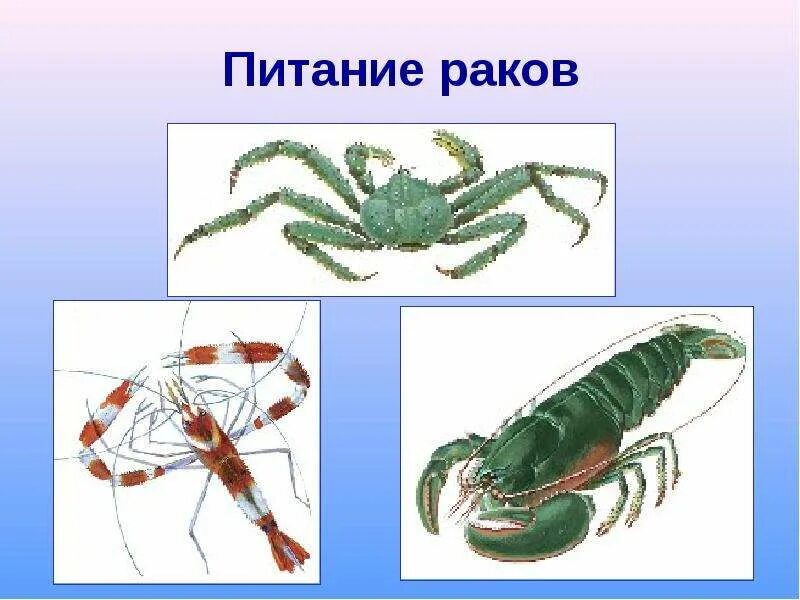 Тип питания рака