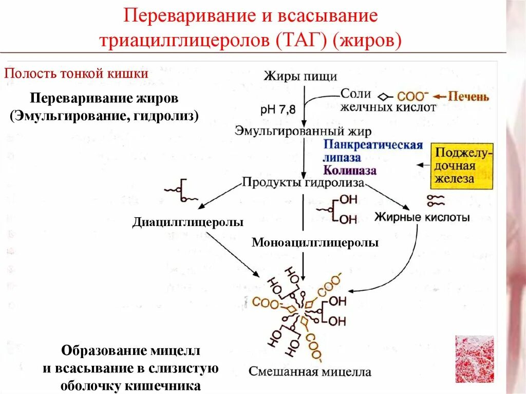 Механизм всасывания продуктов гидролиза липидов в тонком кишечнике.. Схема переваривания жиров биохимия. Переваривание триацилглицеролов биохимия. Схему процесса переваривания и всасывания жиров в кишечнике. Основные липиды пищи