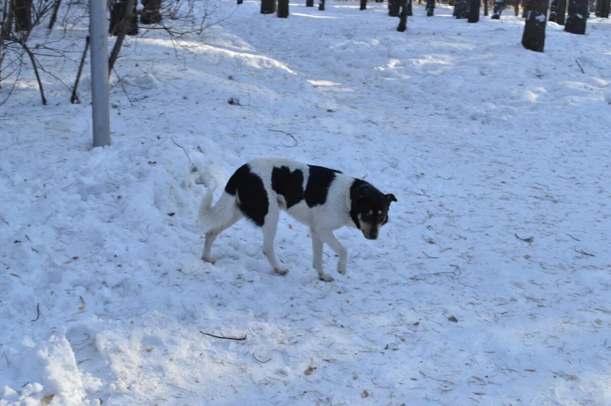Снег голодный. Бродячие собаки. Дворняга зимой. Бродячие собаки зима. Бродячие собаки зимой.
