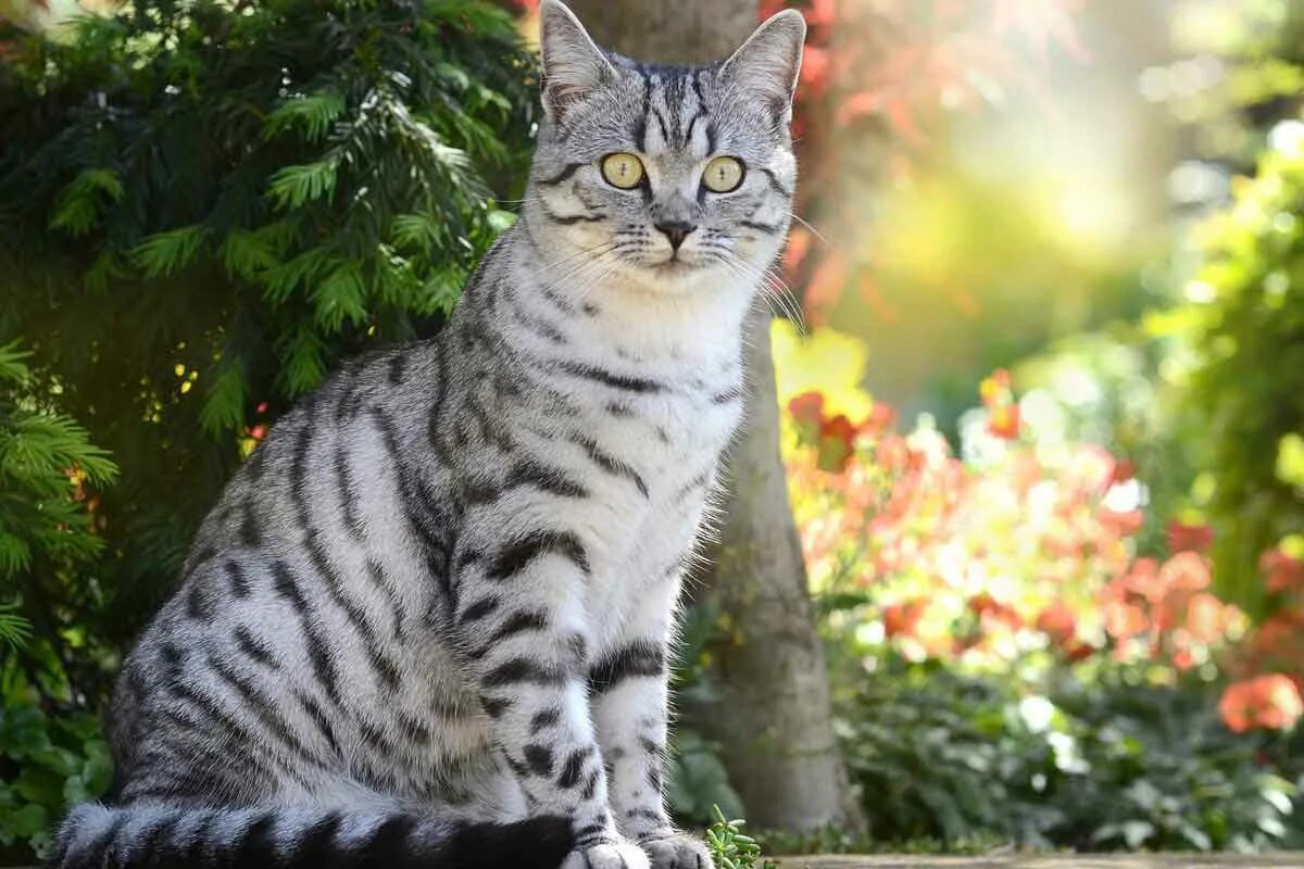 Spring cat show. Табби макрель полосатый. Британская бенгальскаякороткошёрстная кошка. Вискас порода кошек. Бенгал серый полосатый.