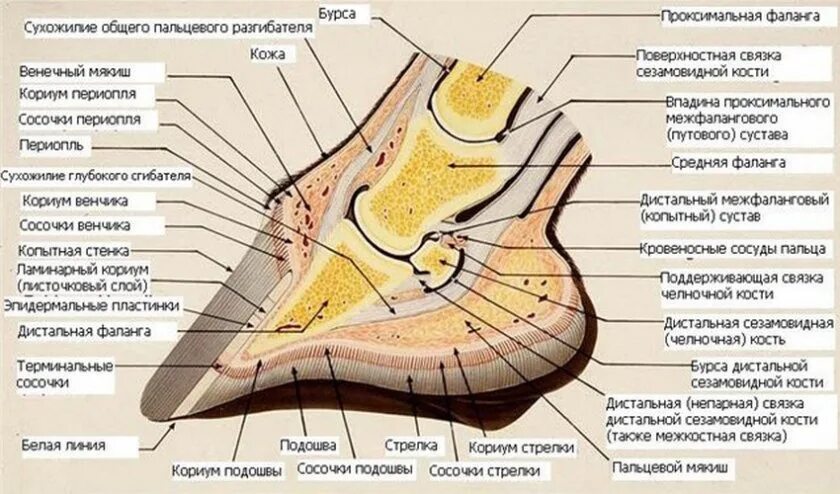 Строение копыта лошади кости. Подошва копыта лошади строение. Анатомическое строение копыта лошади. Строение копыта и пальцевого мякиша. Копытный рог