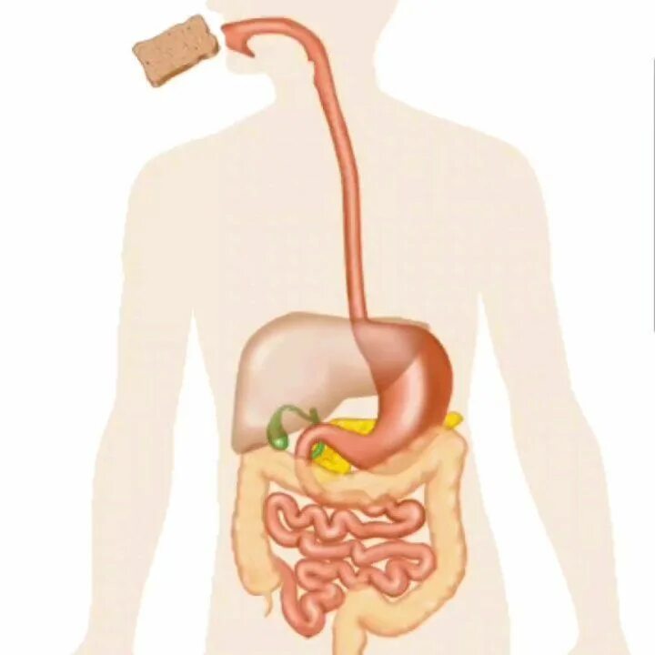 Строение пищеварительной системы ротовая полость. Пищеварение в потово прлости. Пищеварительная система человека. Пищеварительная система строение зубов. Органы пищеварительной системы на латинском.