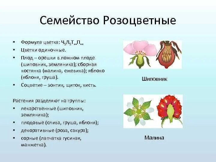 Какое строение имеет розоцветных растений. Формула цветка семейства розоцветных. розоцветные растения формула цветка. формула семейства розоцветные. семейство розоцветные малина плод.