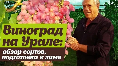 Виноград челябинский