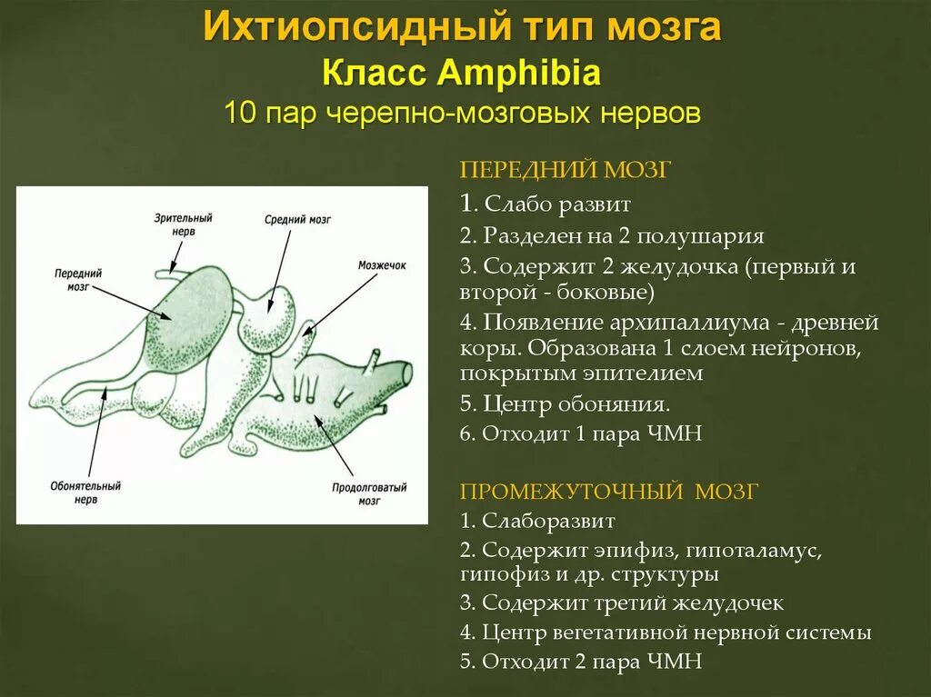 Ихтиопсидный Тип головного мозга. Ихтиопсидный Тип мозга характерен. Зауропсидный Тип мозга характерен. Ихтиопсидный зауропсидный и маммальный Тип.