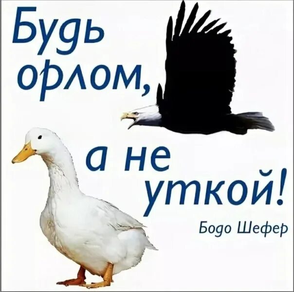 Хочу есть орел. Орел и утка. Орел и утка притча. Бодо Шефер Орел и утка. Орлы и утки.