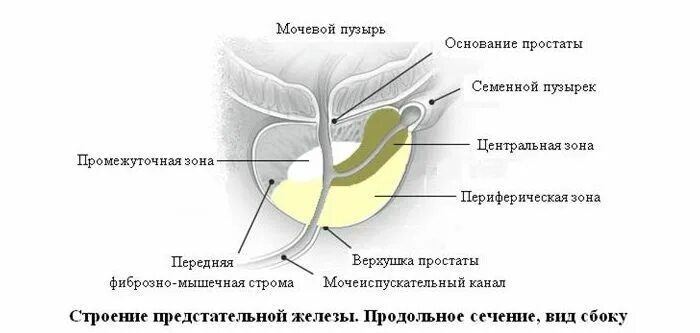 Значение простаты
