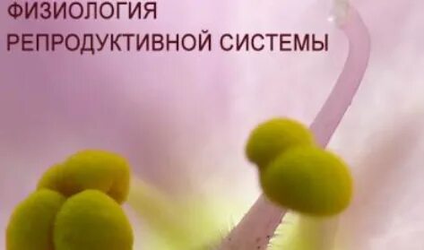 Физиология репродуктивной системы женщины