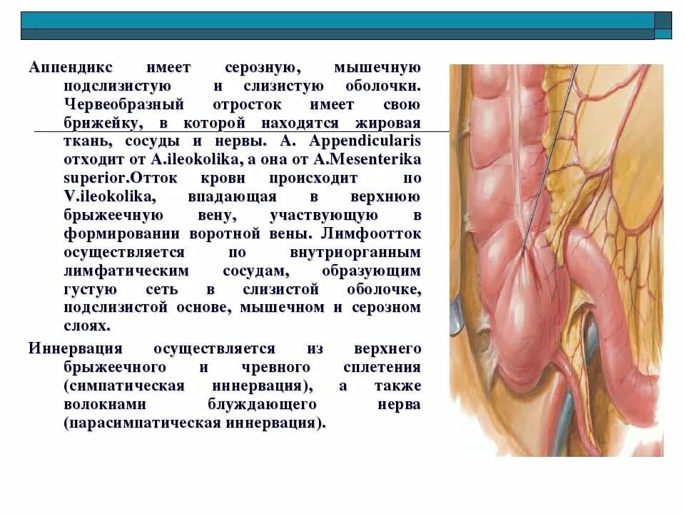 Строение аппендикса. Илеоцекальный угол топографическая анатомия. Строение червеобразного отростка анатомия. Червеобразный отросток аппендикс.