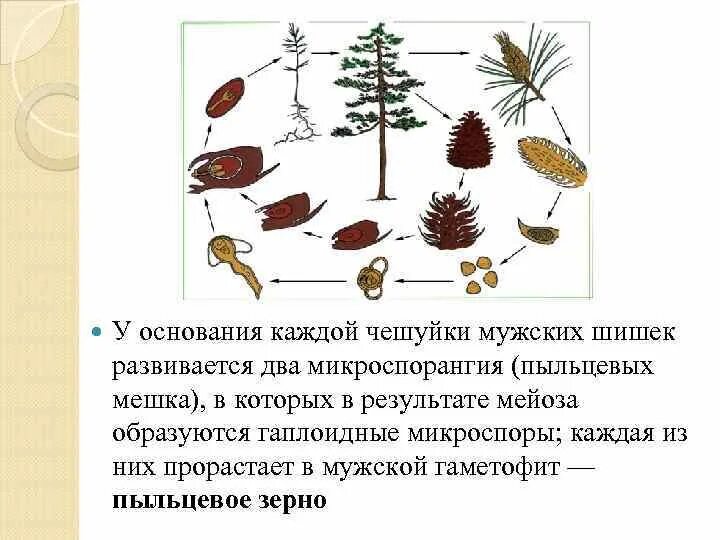 Оплодотворение шишки. Папоротниковидные семенные шишки. Спорангии у голосеменных. Клетки чешуек мужской шишки образ.