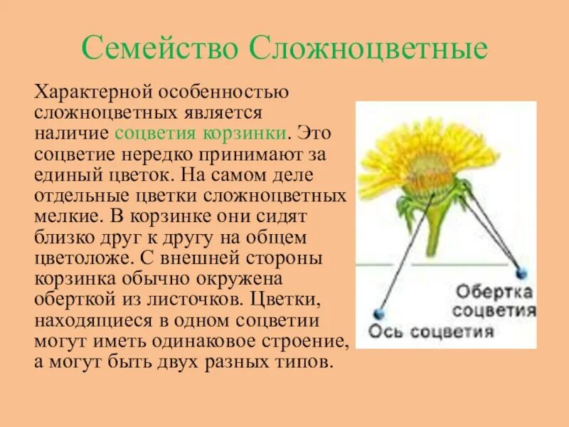 Для каких растений характерно соцветие корзинка. Типы соцветий. Для каких растений характерно соцветие корзинка. Для каких растений характерно соцветие корзинка. Для каких растений характерно соцветие корзинка.