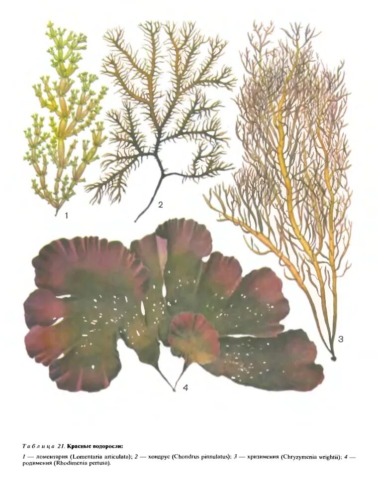 Красные водоросли семейство. Родимения продырявленная. Хондрус водоросль. Красные морские водоросли. 2 название красных водорослей