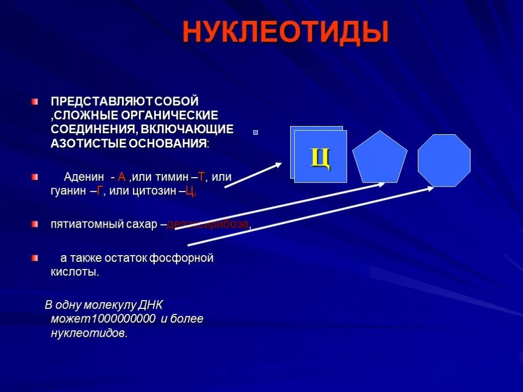 Нуклеотид представляет собой