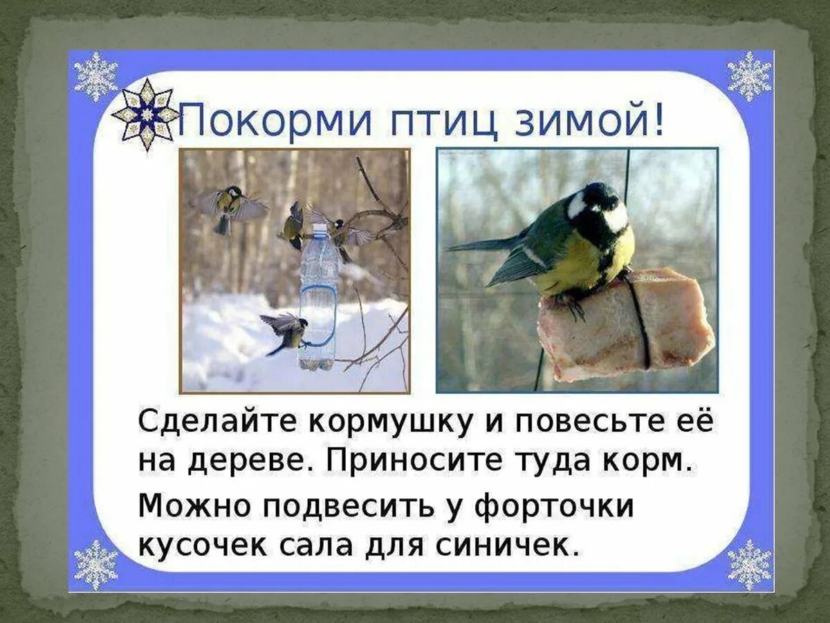 Презентация "Зимующие птицы" - дошкольное образование, презентации