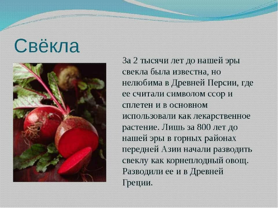 Сообщение о моркови. Проект на тему морковь. Рассказ или этот овощ или я. Необычные факты о моркови. Рассказ или этот овощ или я.