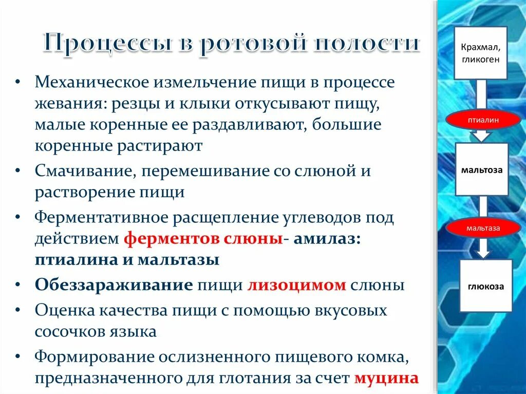 Процессы происходящие в ротовой полости. Охарактеризуйте процессы происходящие в полости рта. Химические процессы в ротовой полости. Основные процессы происходящие в ротовой полости.