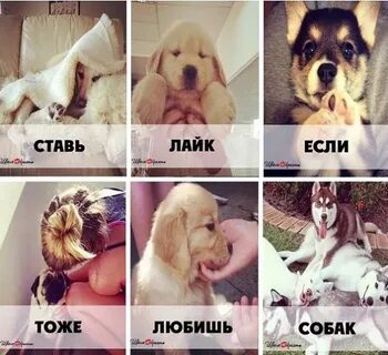 Лайк поставлю собака