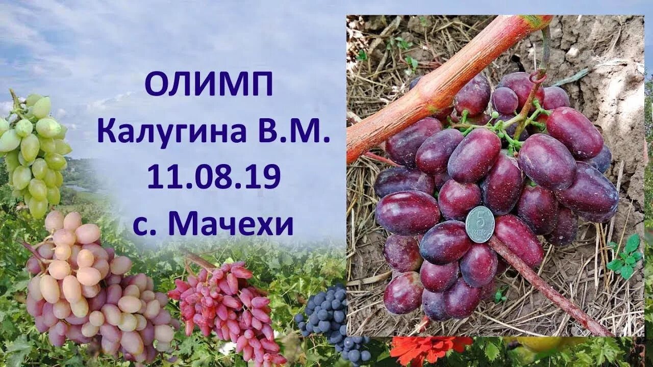 Сорт винограда Олимп. Виноград Олимп Калугина описание сорта. Виноград Олимп фото. Олимп виноград описание сорта.