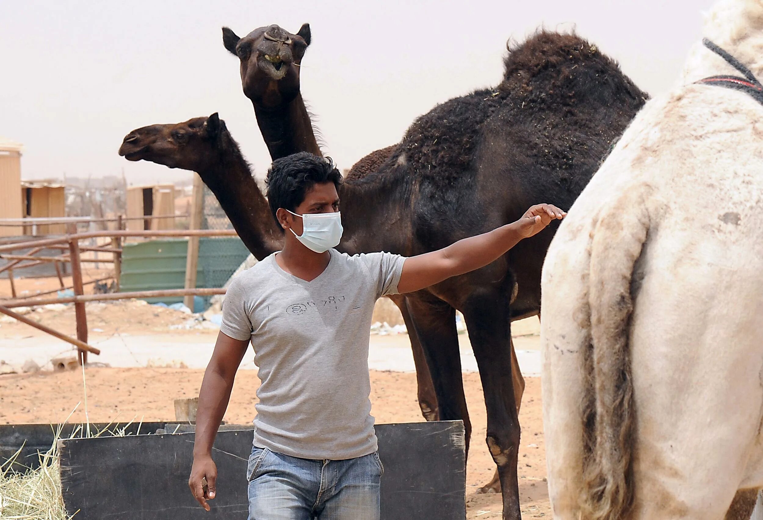 чума верблюдов