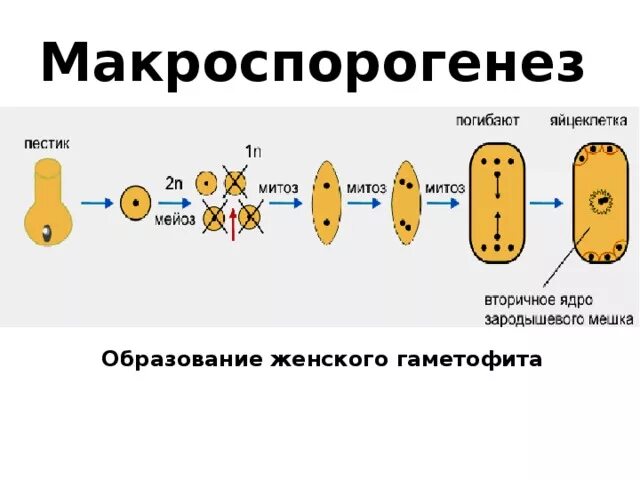 Схема развития мужского гаметофита у цветковых растений. Микроспорогенез и развитие мужского гаметофита схема. Образование женского гаметофита у покрытосеменных растений. Оплодотворение у растений макроспорогенез. Образование гаплоидной макроспоры мейоз образование восьмиядерного