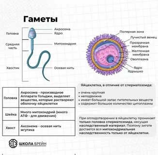 Шынтақты терең жұдырықтау бейне