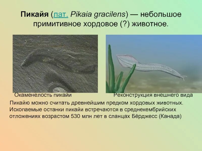 Пикайя Кембрий. Pikaia gracilens. Пикайя окаменелости. Первые Хордовые.