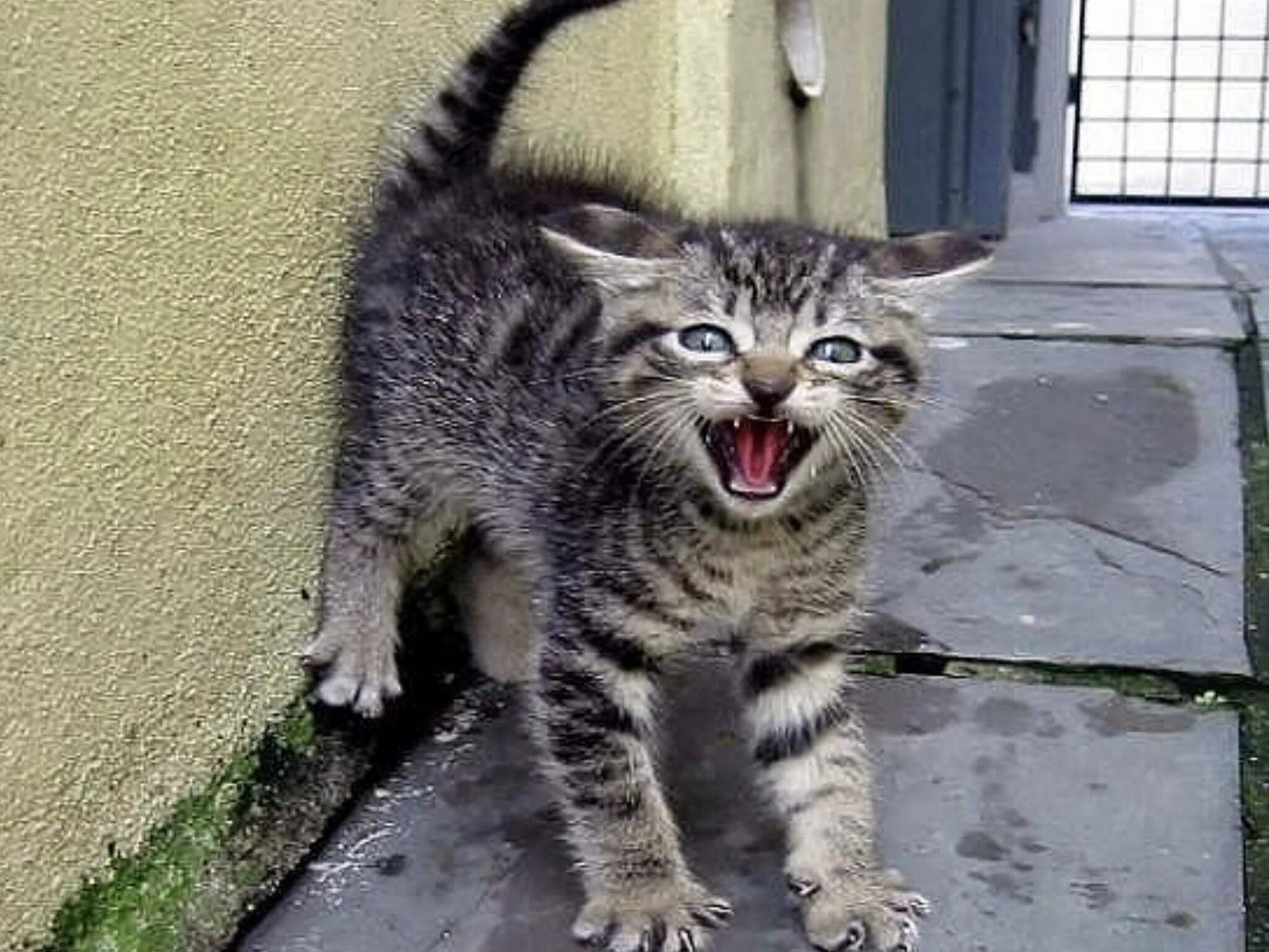 Кот рычит. Агрессивный кот. Шотландская вислоухая кошка злая. Коты. Почему кот агрессирует.