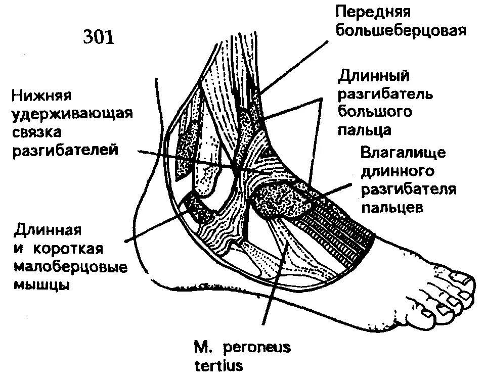 обратная сторона стопы. подошвенная часть стопы анатомия. медиальная лодыжка голеностоп. название частей стопы. строение ноги голень лодыжка.