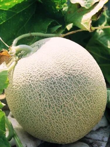 Сорт дыни гуляби. Дыня гуляби зеленая. Дыня вика. Дыня дюна. Дыня f1 раймонд.