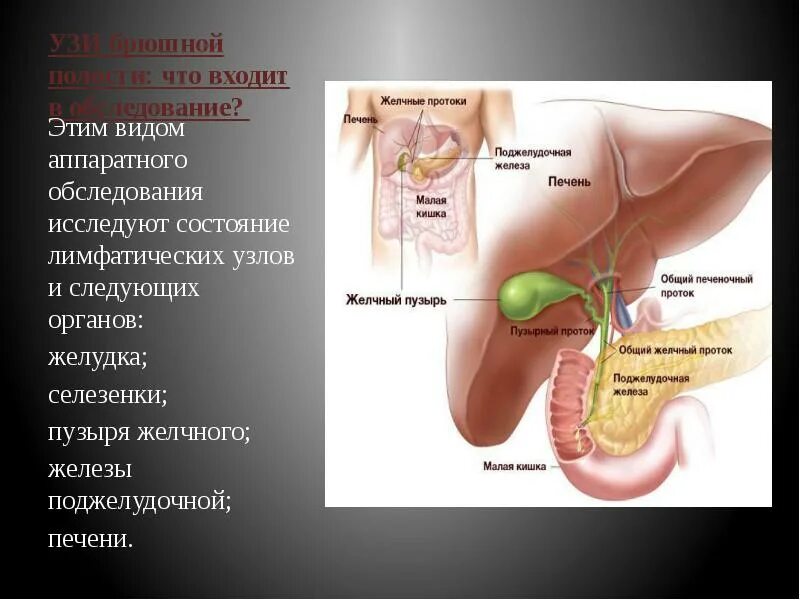 Селезенка желудок поджелудочная железа. Анатомия человека желчный пузырь расположение. Расположение внутренних органов желчный пузырь. Где находится печень и желчный пузырь у человека. Органы брюшной полости желчный пузырь.